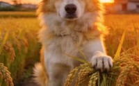 《重生为狗，我成了护农神犬（40集）》热门短剧在线无广告观看