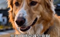 《重生为狗：屡破大案震惊全网（73集）》热门短剧全集免费在线览