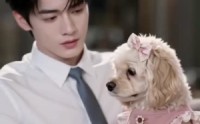 《一朝梦醒，影帝爱犬（68集）》超火短剧全集在线览