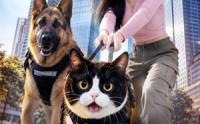 《开局一只猫，破案全靠挠（71集）》优质短剧在线高清播放