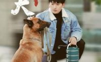 《忠犬（34集）》高清短剧全集在线欣赏