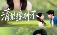 《清梨撞满怀（77集）》精彩短剧在线免费观看