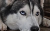 《重生为狗：屡破大案震惊全网（73集）》超火短剧完整版免费播放