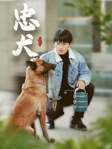 忠犬（34集）每日短剧追不停