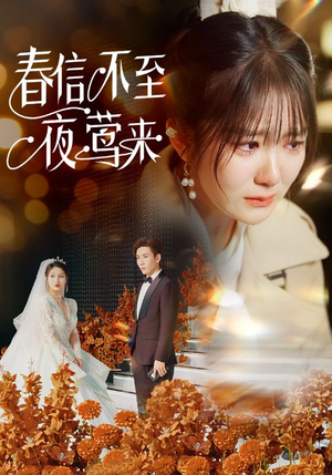 春信不至夜莺来（50集）这短剧太好看了