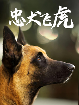 忠犬飞虎(33集) 忠犬飞虎(33集)好看短剧看不停