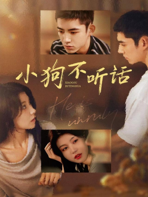 小狗不听话（70集）全集免费