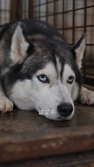 重生为狗：屡破大案震惊全网（73集）火爆短剧抢先看